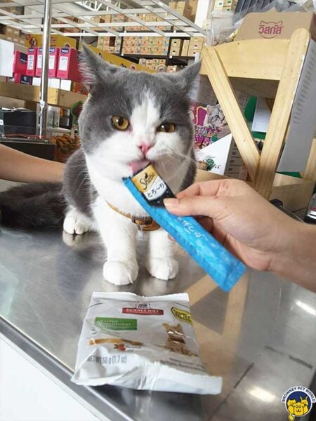 Cat Browney Pet World Shop